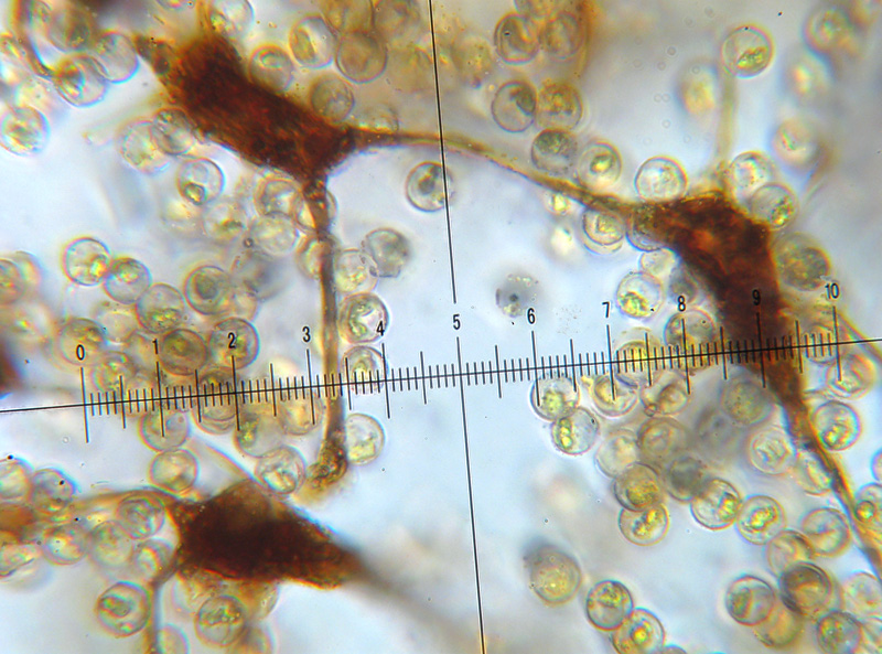 Cribraria intricata?